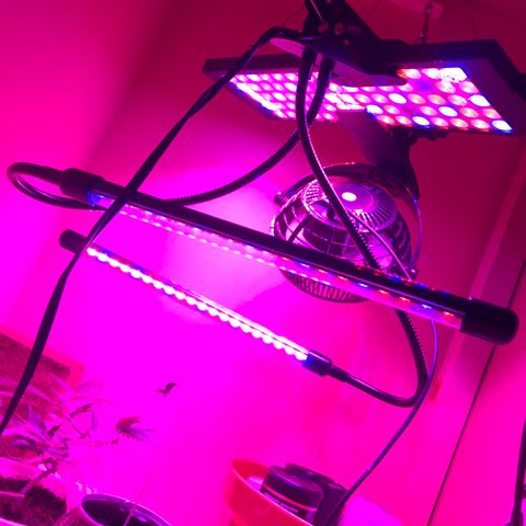 Forbidden runtz growlog photo: added more lights closer, i noticed the seedling stretch a lot more than i thought it should which showed me there might not be as much light as i thought 