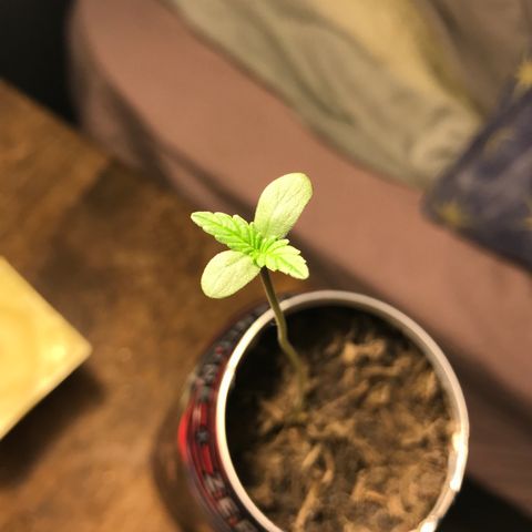 Forbidden runtz growlog timeline photo