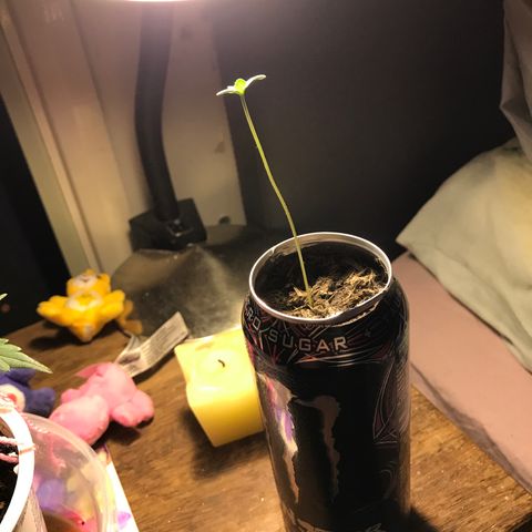Forbidden runtz growlog timeline photo