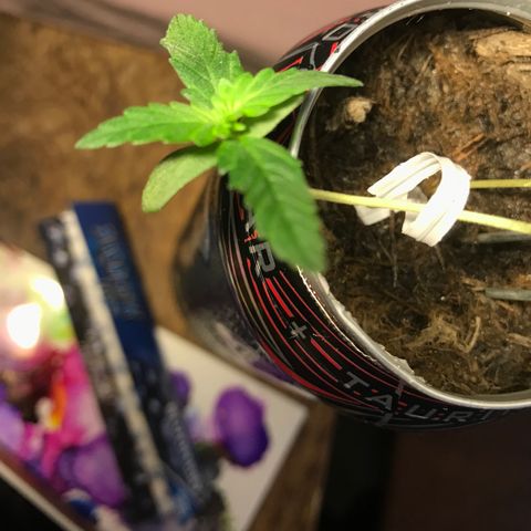 Forbidden runtz growlog photo: found her collapsed after being out for a couple days so using it as an opportunity to train her to be less stretched 