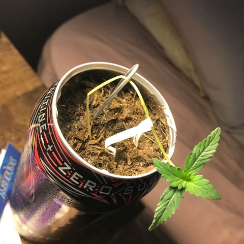 Forbidden runtz growlog photo: found her collapsed after being out for a couple days so using it as an opportunity to train her to be less stretched 
