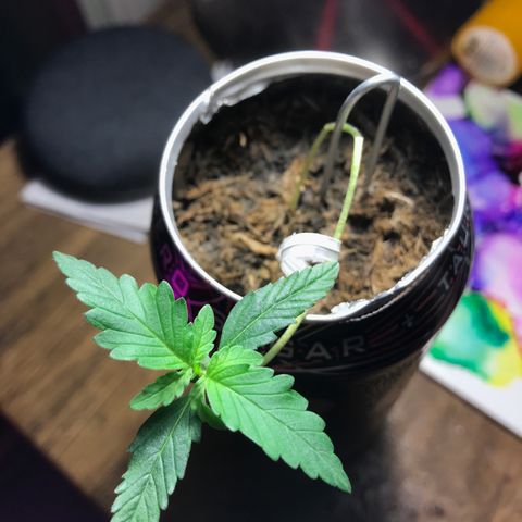 Forbidden runtz growlog timeline photo