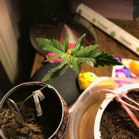 Forbidden runtz growlog timeline photo