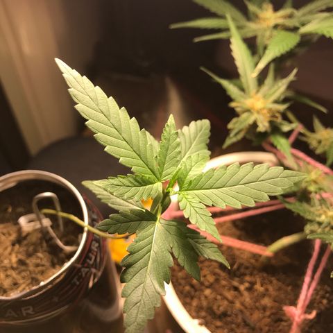 Forbidden runtz growlog photo: watering it only when i could tell it needed it was a good idea i’m going to try that for this plant 