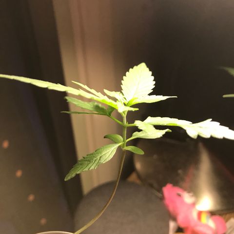 Forbidden runtz growlog photo: watering it only when i could tell it needed it was a good idea i’m going to try that for this plant 