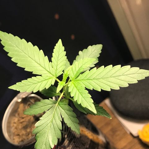 Forbidden runtz growlog timeline photo