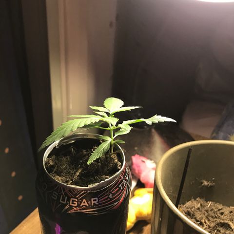 Forbidden runtz growlog photo: flattened the stem a little in hopes to manage the lankyness and that it will grow roots from it in the future. fingers crossed i didn’t damage it, also might have overwatered it in the process of dampening the soil 