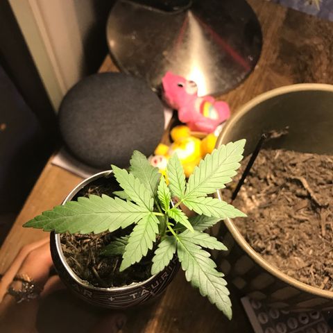 Forbidden runtz growlog photo: flattened the stem a little in hopes to manage the lankyness and that it will grow roots from it in the future. fingers crossed i didn’t damage it, also might have overwatered it in the process of dampening the soil 