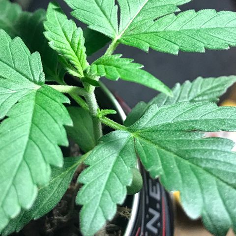 Forbidden runtz growlog photo: first node starting to grow leaves 