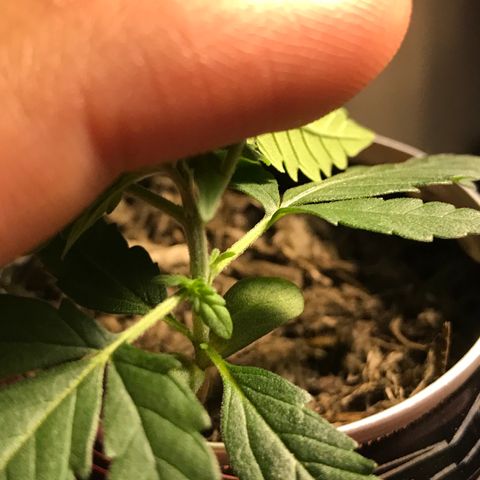 Forbidden runtz growlog timeline photo