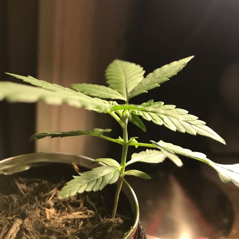 Forbidden runtz growlog timeline photo