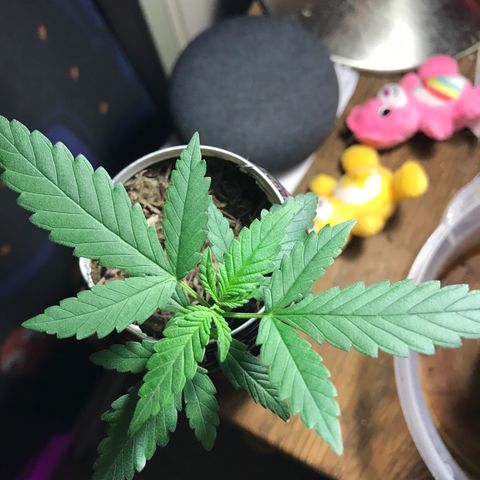 Forbidden runtz growlog timeline photo