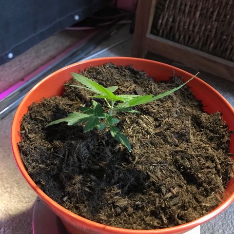 Forbidden runtz growlog photo: repotted, hopefully she doesn’t become too much to handle when she’s mature but for now i’m treating myself 