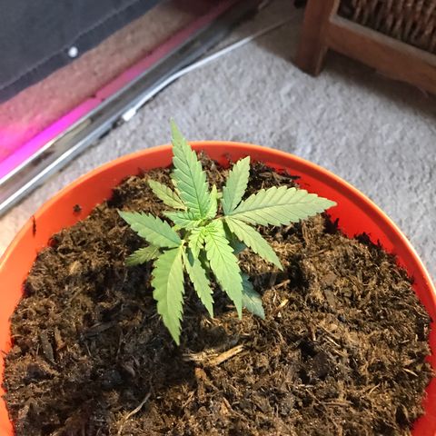 Forbidden runtz growlog photo: repotted, hopefully she doesn’t become too much to handle when she’s mature but for now i’m treating myself 