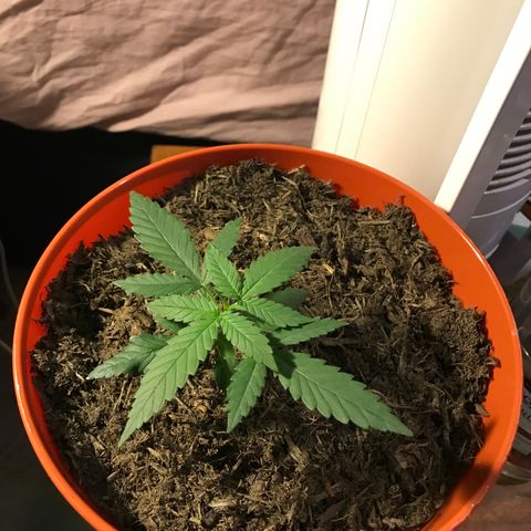 Forbidden runtz growlog timeline photo
