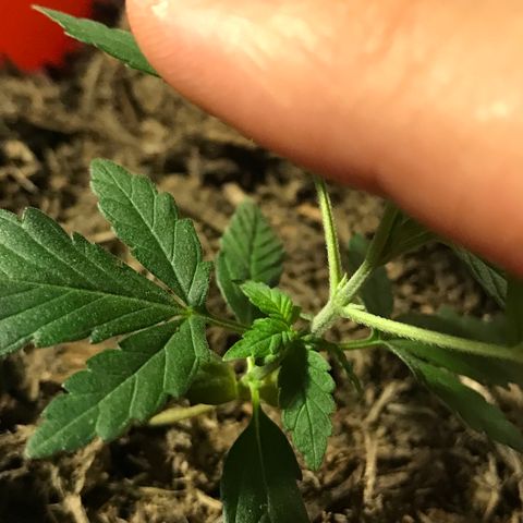 Forbidden runtz growlog timeline photo
