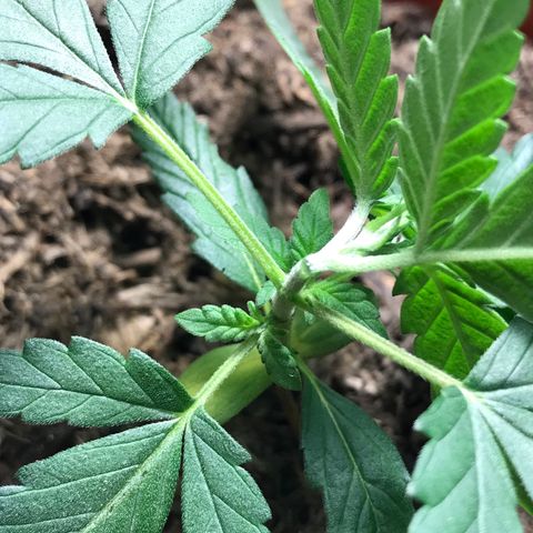 Forbidden runtz growlog photo: accidentally snapped it while trying to super crop i hope it survives 