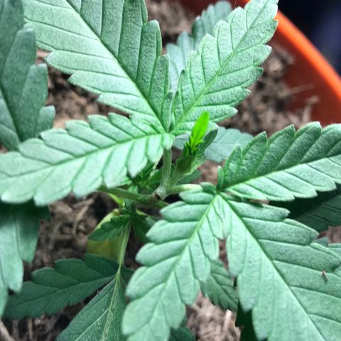 Forbidden runtz growlog photo: IT SURVIVED !!