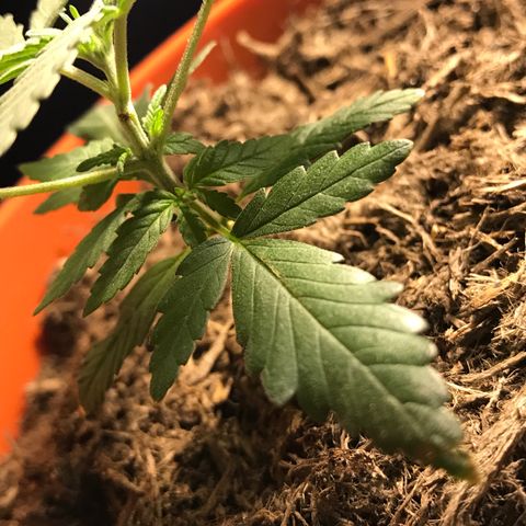 Forbidden runtz growlog timeline photo