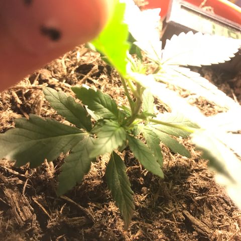 Forbidden runtz growlog timeline photo