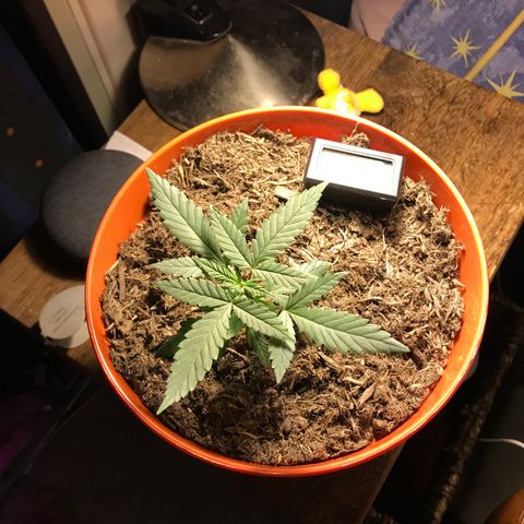 Forbidden runtz growlog timeline photo