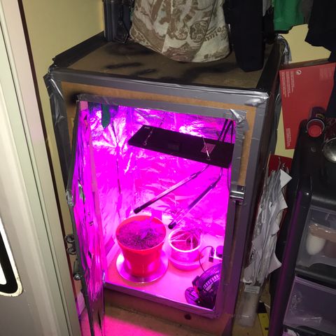 Forbidden runtz growlog timeline photo