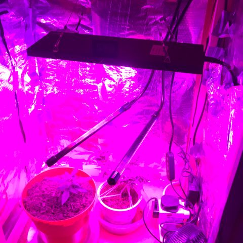Forbidden runtz growlog timeline photo