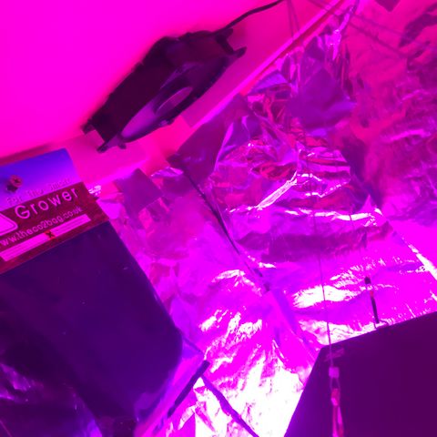 Forbidden runtz growlog timeline photo