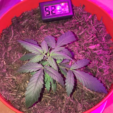 Forbidden runtz growlog photo: she’s not happy after drenching with the neem oil mixture but reddit says she’ll bounce back 