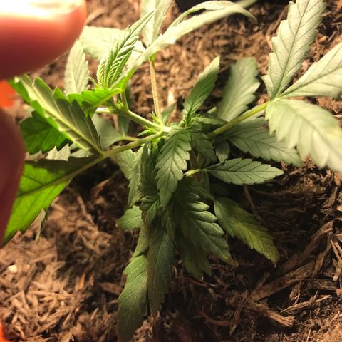 Forbidden runtz growlog photo: think it’s starting to flower but it’s growing really nice and fast so should have a chance to fill out a bit more before it focuses on buds 