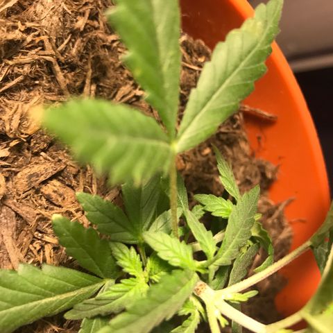 Forbidden runtz growlog photo: think it’s starting to flower but it’s growing really nice and fast so should have a chance to fill out a bit more before it focuses on buds 
