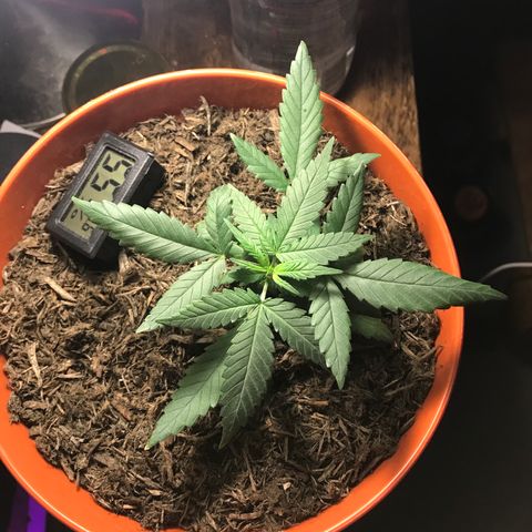 Forbidden runtz growlog photo: think it’s starting to flower but it’s growing really nice and fast so should have a chance to fill out a bit more before it focuses on buds 