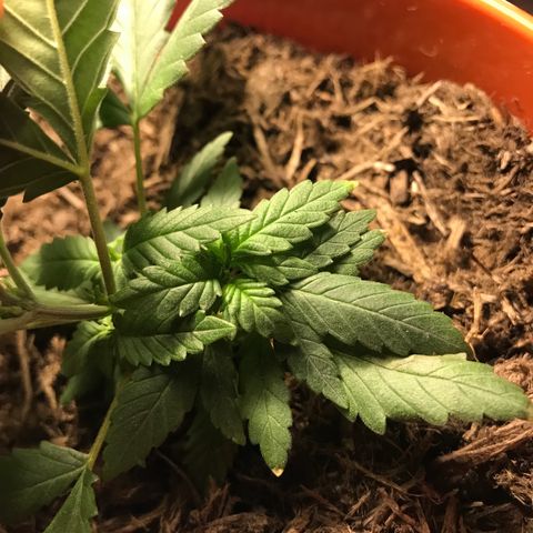 Forbidden runtz growlog photo: think it’s starting to flower but it’s growing really nice and fast so should have a chance to fill out a bit more before it focuses on buds 