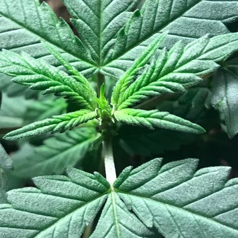 Forbidden runtz growlog photo: think it’s starting to flower but it’s growing really nice and fast so should have a chance to fill out a bit more before it focuses on buds 