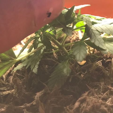 Forbidden runtz growlog photo: think it’s starting to flower but it’s growing really nice and fast so should have a chance to fill out a bit more before it focuses on buds 