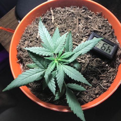 Forbidden runtz growlog timeline photo