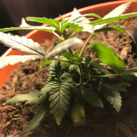 Forbidden runtz growlog timeline photo