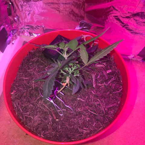 Forbidden runtz growlog timeline photo