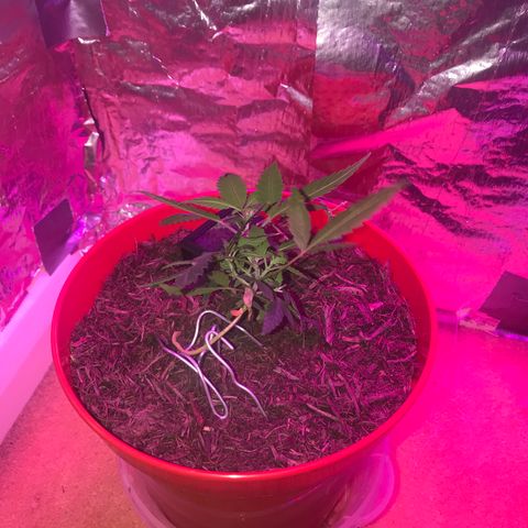 Forbidden runtz growlog timeline photo