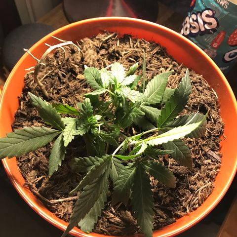 Forbidden runtz growlog photo: finally did some LST thinking it won’t hurt them and only increase the size so decided why not 