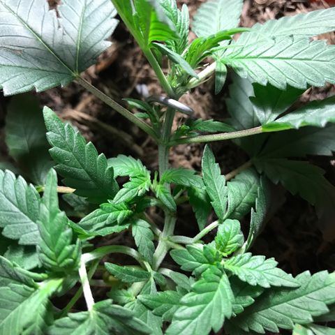 Forbidden runtz growlog photo: finally did some LST thinking it won’t hurt them and only increase the size so decided why not 