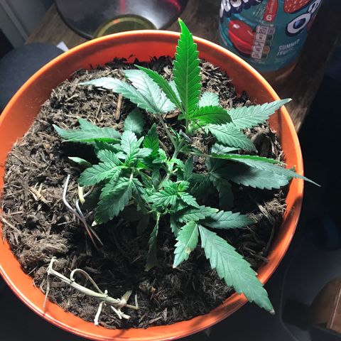 Forbidden runtz growlog photo: finally did some LST thinking it won’t hurt them and only increase the size so decided why not 