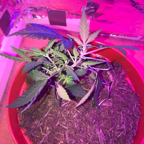 Forbidden runtz growlog photo: re did the lst hoping for some of the smaller branches to thicken up and catch up 
