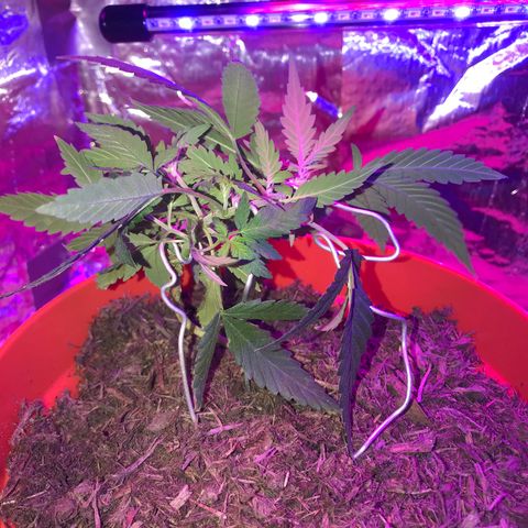 Forbidden runtz growlog photo: re did the lst hoping for some of the smaller branches to thicken up and catch up 