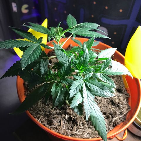 Forbidden runtz growlog timeline photo