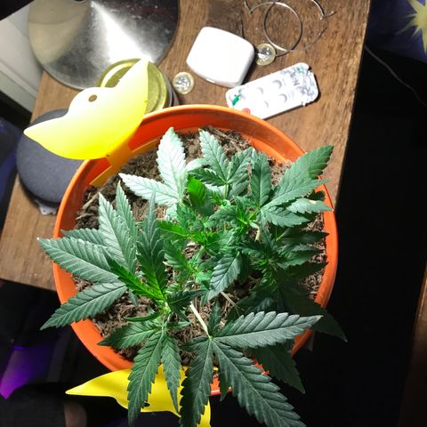 Forbidden runtz growlog timeline photo