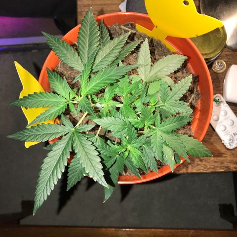 Forbidden runtz growlog timeline photo