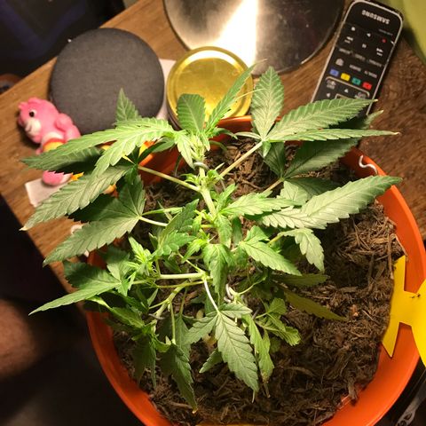 Forbidden runtz growlog photo: further lst to try and get more even light distribution 