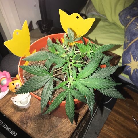Forbidden runtz growlog photo: further lst to try and get more even light distribution 