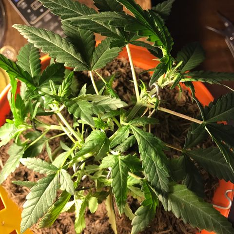Forbidden runtz growlog photo: further lst to try and get more even light distribution 